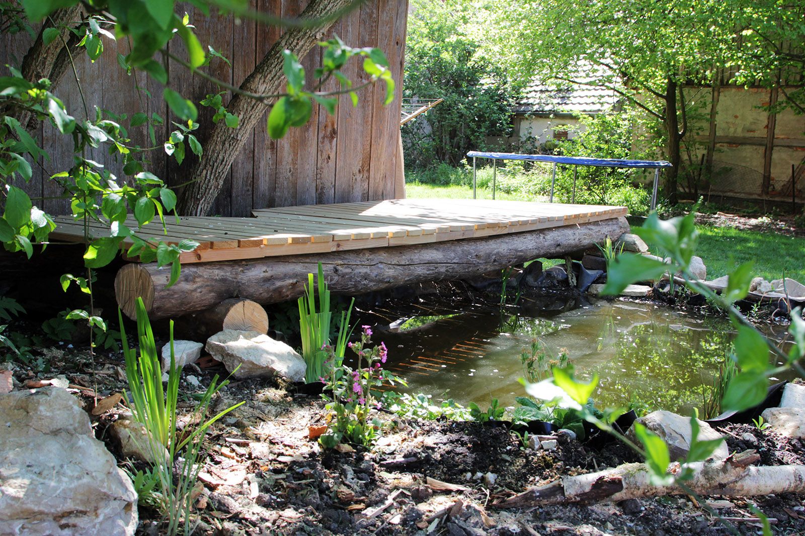 Newly created pond with pond edge community IMG_5799.JPG