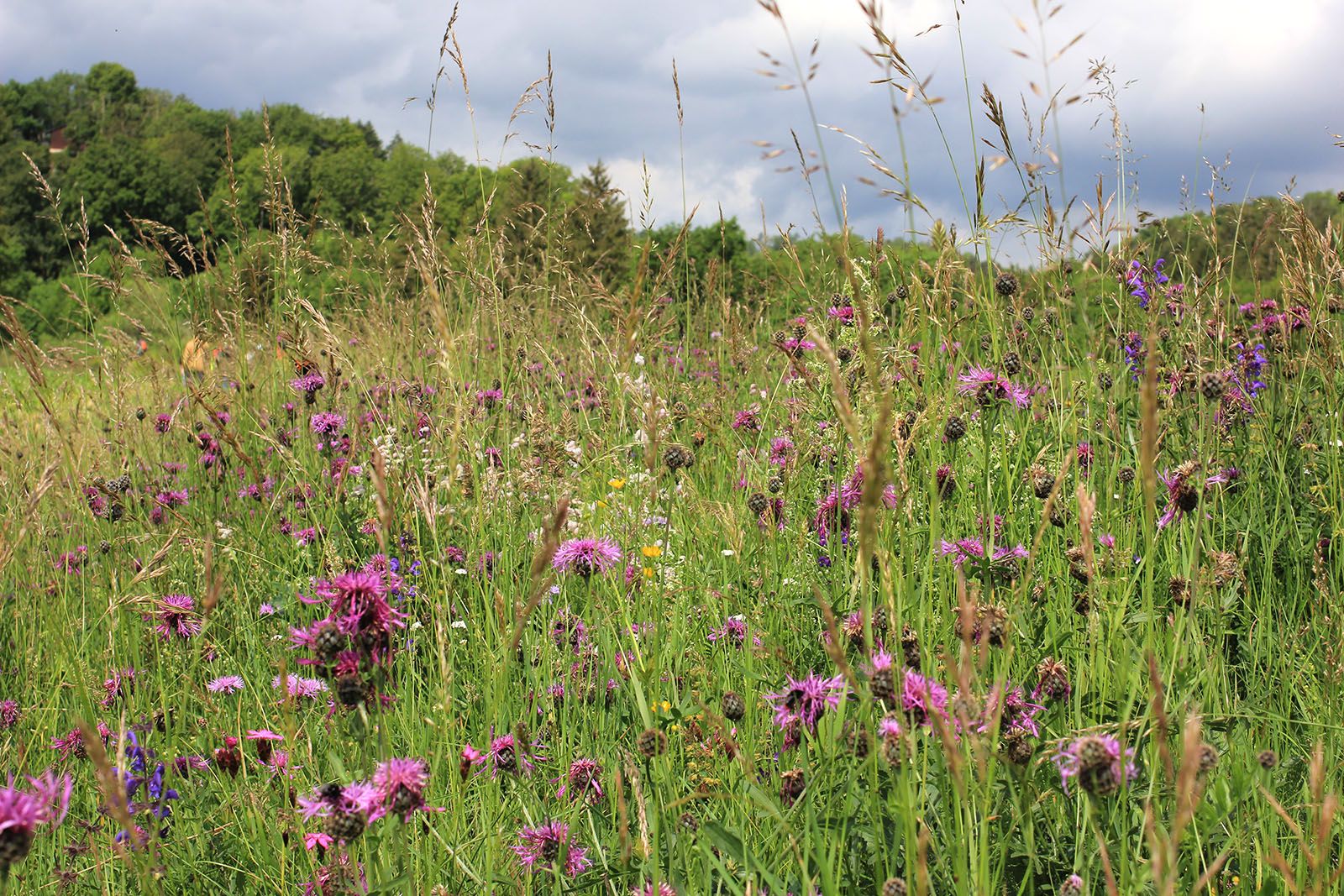 Flowery meadow with meadow knapweed, meadow sage, pigeon crab succulent